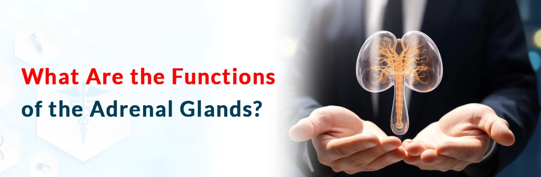  What Are the Functions of the Adrenal Glands?